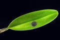 diseased orchid leaf with black fungi isolated background. Dying leaf bacterial rot