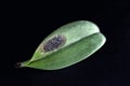 diseased orchid leaf with black fungi isolated background. Dying leaf bacterial rot