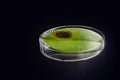 diseased orchid leaf inside a petri dish with black fungi botanical study chemical industry