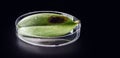 diseased orchid leaf inside a petri dish with black fungi botanical study chemical industry