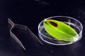 diseased orchid leaf inside petri dish with black fungi isolated background. Dying leaf bacterial rot