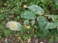 Diseased plant with green leaves with white patches