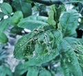 Diseased plant, leaf disease