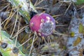 Prickly pear cactus affected by a pest