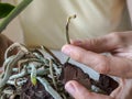 Diseased roots of plants. Diseased roots of the Orchid. Transplanting plants, home gardening.