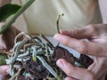 Diseased roots of plants. Diseased roots of the Orchid. Transplanting plants, home gardening.