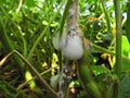 Diseased soybean with sclerotium stem rot (Sclerotinia sclerotiorum).