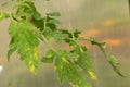 Diseased tomato leaf. Fungal disease on the leaves Royalty Free Stock Photo