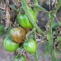 Diseased tomatoes