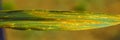 Diseased wheat leaf Royalty Free Stock Photo