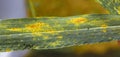 Diseased wheat leaf Royalty Free Stock Photo