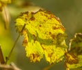 Diseased wine leaf Royalty Free Stock Photo