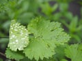 Diseased young leaves of grapes