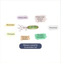 Diseases caused by Escherichia Coli