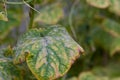 Diseases of cucumbers. Cucumber leaves affected by the disease. Selective focus Royalty Free Stock Photo