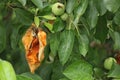 Diseases of fruit trees. Dried leaves on a apple tree. Royalty Free Stock Photo