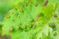 Diseases of grape leaves Eriophyes colomerus vitis. Sick vine leaf