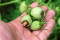 Diseases of green tomatoes garden parasites Royalty Free Stock Photo