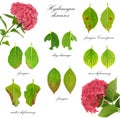 Diseases of Hydrangea macrophylla flower Royalty Free Stock Photo