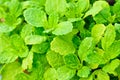 Diseases and insect of peppermint leaves