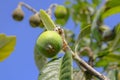 Diseases of the Japanese medlar tree. Loquat Tree