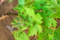 Diseases on the leaves of grapes. Sick leaves of vine in vineyard. Disease on leaf of vine