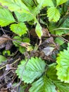 Diseases on the leaves and shoots strawberries Royalty Free Stock Photo