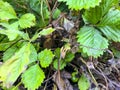 Diseases on the leaves and shoots strawberries Royalty Free Stock Photo