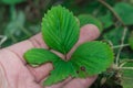 Diseases of the leaves of strawberries Royalty Free Stock Photo