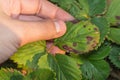 Diseases of the leaves of strawberries Royalty Free Stock Photo