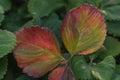 Diseases of the leaves of strawberries Royalty Free Stock Photo