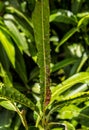 Diseases mango leaf in garden Royalty Free Stock Photo