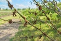 Diseases on peach leaves close-up, spring season, garden