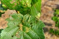 Diseases and pests of nuts and leaves of hazelnut bushes close-up. The concept of chemical garden protection Royalty Free Stock Photo