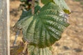 Diseases and pests of nuts and leaves of hazelnut bushes close-up. The concept of chemical garden protection