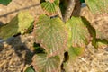 Diseases and pests of nuts and leaves of hazelnut bushes close-up. The concept of chemical garden protection