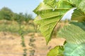 Diseases and pests of nuts and leaves of hazelnut bushes close-up. The concept of chemical garden protection Royalty Free Stock Photo