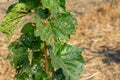 Diseases and pests of nuts and leaves of hazelnut bushes close-up. The concept of chemical garden protection Royalty Free Stock Photo