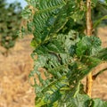 Diseases and pests of nuts and leaves of hazelnut bushes close-up. The concept of chemical garden protection Royalty Free Stock Photo