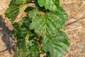 Diseases and pests of nuts and leaves of hazelnut bushes close-up. The concept of chemical garden protection Royalty Free Stock Photo