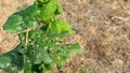 Diseases and pests of nuts and leaves of hazelnut bushes close-up. The concept of chemical garden protection Royalty Free Stock Photo