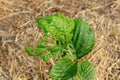 Diseases and pests of nuts and leaves of hazelnut bushes close-up. The concept of chemical garden protection