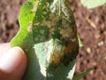 Diseases of soybean leaf