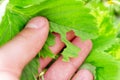 Strawberry leaves, diseases, insect pests eat strawberries Royalty Free Stock Photo