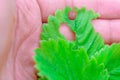 Diseases of strawberry leaves parasites Royalty Free Stock Photo