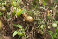 Diseases Of Tomato, late blight. Fighting Phytophthora. Royalty Free Stock Photo