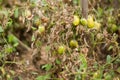 Diseases Of Tomato, late blight