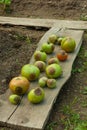 Diseases Of Tomato.