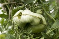 Diseases of tomatoes. Physiological disorder. Plant anomalies. Scarring and cracking. Ugly vegetable Royalty Free Stock Photo