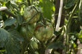 Diseases of tomatoes. Tomato zippering. Thin brown necrotic scars on the fruits. Zipper-like lesion. Groovers into the fruit flesh Royalty Free Stock Photo